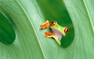 Frog orange eyes green leaf 2 - orange eye free wallpaper