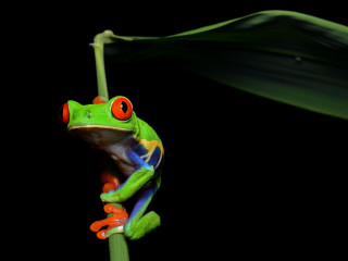 Red eyed frog green plant 2 - frog free wallpaper