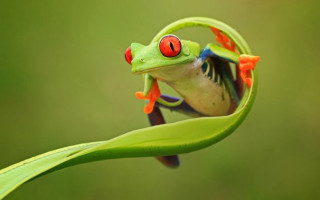 Frog red eyes leaf curled - a frog free wallpaper for desktop