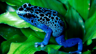 Blue black frog green plant 3 - frog free wallpaper