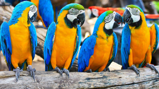 Colorful parrots tree branch zoo 2 - other bird free wallpaper
