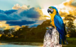 Blue yellow parrot rock lake - parrot free wallpaper