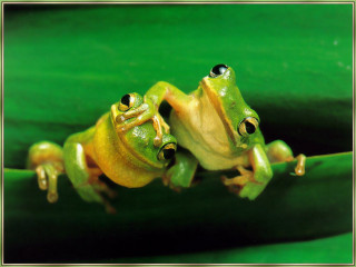 Two green frogs leaf water - a green leaf free wallpaper