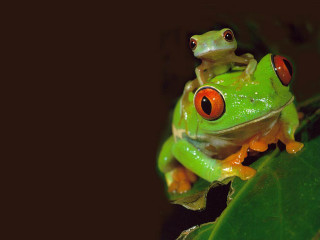 Green frog red eyes leaf - free nature wallpaper for desktop