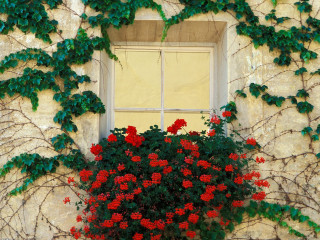 Window plant growing sill red - vine free wallpaper for desktop