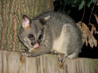 Small animal tree branch night 2 - a small animal sitting free wallpaper