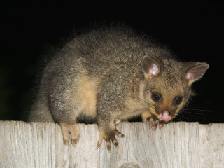 Shiba inu tongue out fence - aloysius okelly free wallpaper