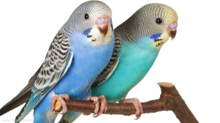 Blue yellow parakeets branch white - charles bird king free wallpaper for desktop