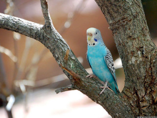 Blue parakeet perched tree branch - charles bird king free wallpaper for desktop