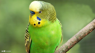 Green bird dionisius superflat jigsaw - a green bird free wallpaper for desktop