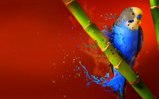 Blue bird bamboo paint splatters - body free wallpaper for desktop
