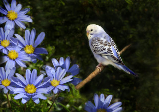 Bird blue flower branch blurry - blue flower free wallpaper