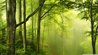 Forest dirt road trees background - a dirt road in the middle of it free wallpaper