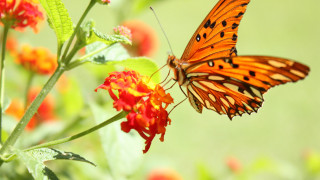 Butterfly flower grass camera lens - e. simms campbell free wallpaper