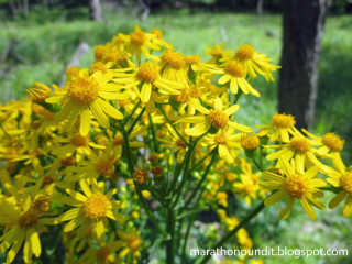 Yellow flowers field grass trees - ann thetis blacker free wallpaper for desktop