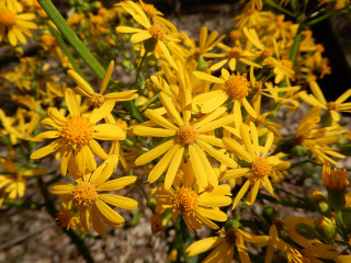 Yellow flowers growing dirt green - yellow flower free wallpaper