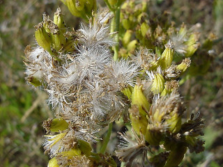 Close up plant flowers background - an illustration free wallpaper for desktop