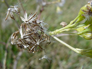 Flower macro ecological art depth - a blurry background of grass free wallpaper