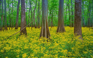 Forest yellowflowers greengrass nature scene - the middle of its free wallpaper