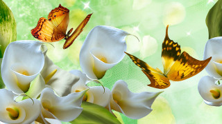 Butterflies flying white flowers green - a group of butterflies free wallpaper