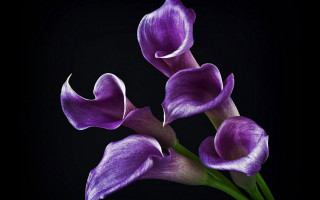 Purple flowers black background bunch - art deco free wallpaper