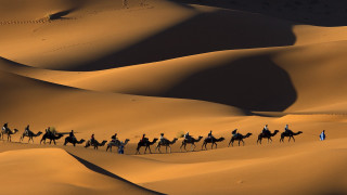 Camel ride desert group people 2 - the desert free wallpaper for desktop