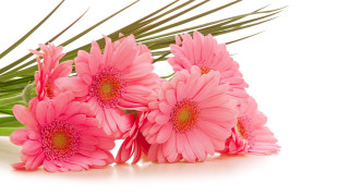 Pink flowers table palm leaf - ammi phillips free wallpaper