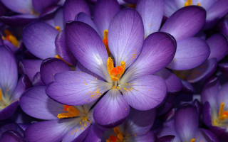 Purple flower closeup yellow stamens - betty merken free wallpaper