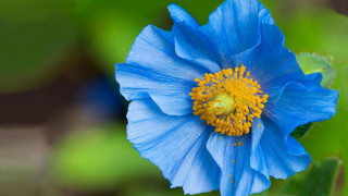 Blue flower yellow center garden - a blue flower free wallpaper for desktop