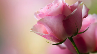 Pink rose macro romantic blurry - a pink rose free wallpaper