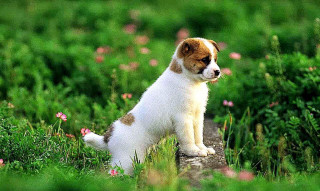 Puppy flower field green background - heroic free wallpaper