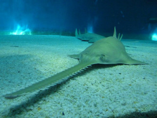 Large shark mouth open long - a long tail free wallpaper