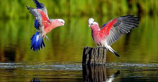 Two birds flying water wings 3 - elizabeth durack free wallpaper