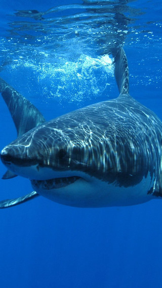 Large shark swimming ocean camera 4 - free animals wallpaper for mobile