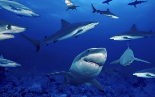 Sharks diver ocean swimming group - sharp foccus ilustration free wallpaper