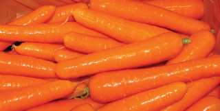 Pile carrots plastic container green - end free wallpaper