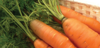 Carrots basket cloth nature outdoors - a basket free wallpaper for desktop