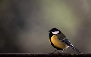 Small bird standing on ledge 2 - the sun light of the day free wallpaper