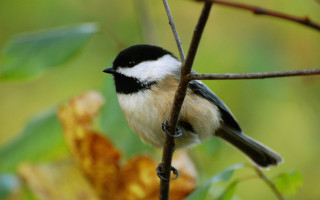 Small bird perched branch tree 8 - the background and a blurry background free wallpaper