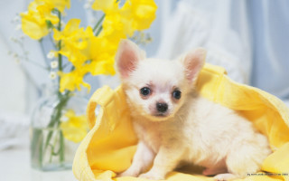 Small white dog yellow blanket - a small white dog free wallpaper for desktop