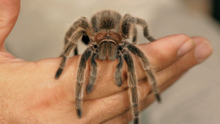 Person holding tarantula realistic 3d - adam szentpétery free wallpaper