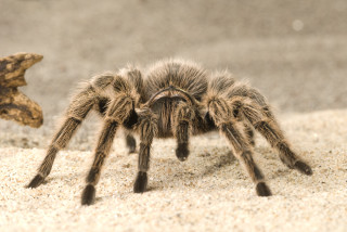 Tarantula closeup sand starfish beach - female free wallpaper