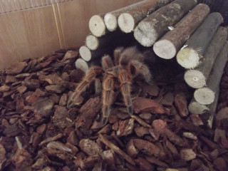 Tarantula crawling wood logs building - surrealism free wallpaper