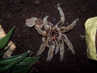 Large spider dirt ground plant - an illustration of free wallpaper