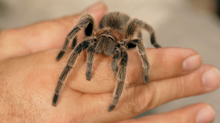 Person holding tarantula blurry background - adam szentpétery free wallpaper for desktop