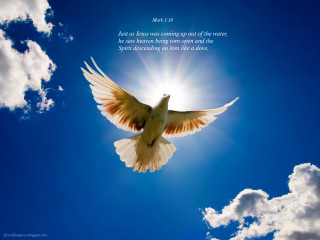White dove bible verse sunny - radiant free wallpaper