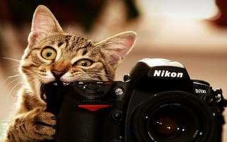 Cat camera macro animal focus - the camera len free wallpaper