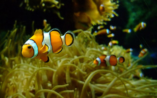 Clown fish aquarium coral background - underwater free wallpaper for desktop