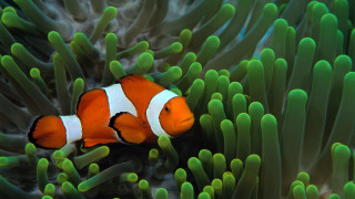 Clown fish hiding green sea 5 - a clown fish free wallpaper for desktop
