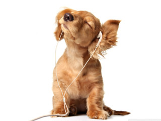 Small dog earbuds listening music - music free wallpaper